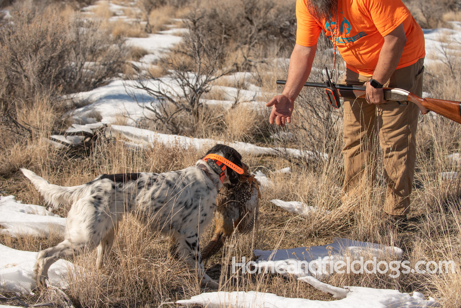 Picture of an English setter retrieving a pheasant to a hunter