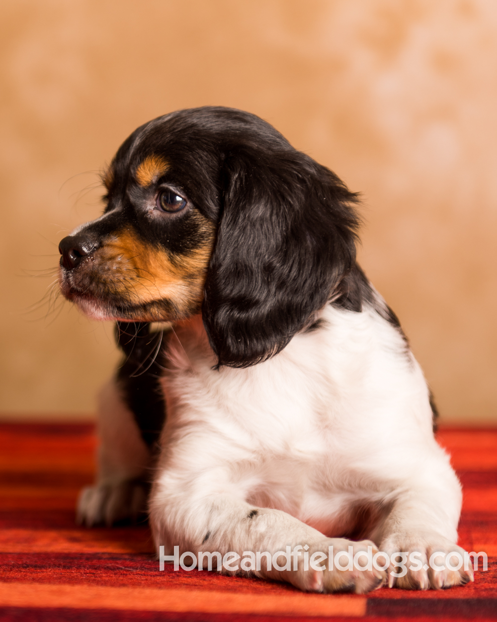 Picture of a black tricolor French Brittany puppy for sale sitting in the living room