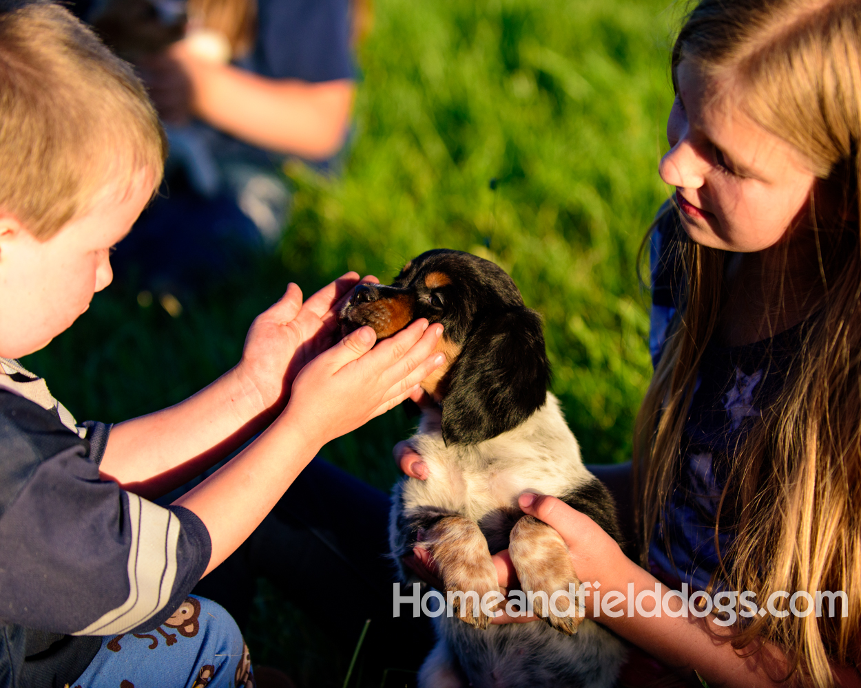 Children playing with a black tricolor French Brittany puppy