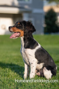 Tricolor French Brittany puppy in a sit position