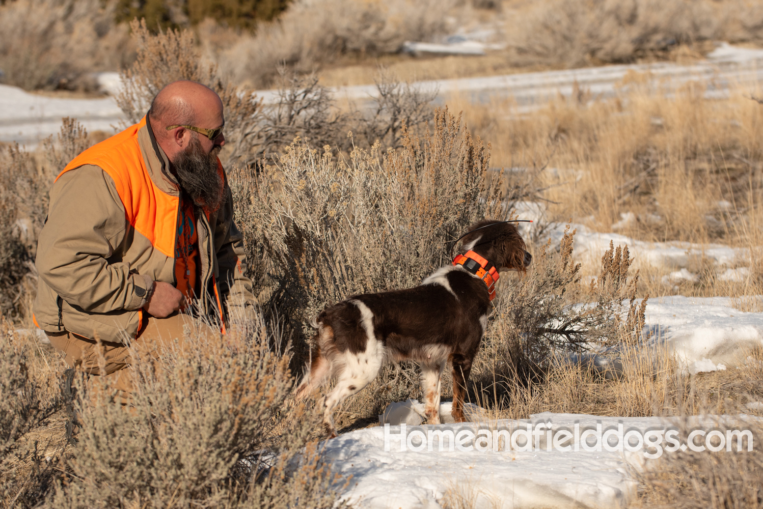Liver tricolor french brittany spaniel female hunting with her partner