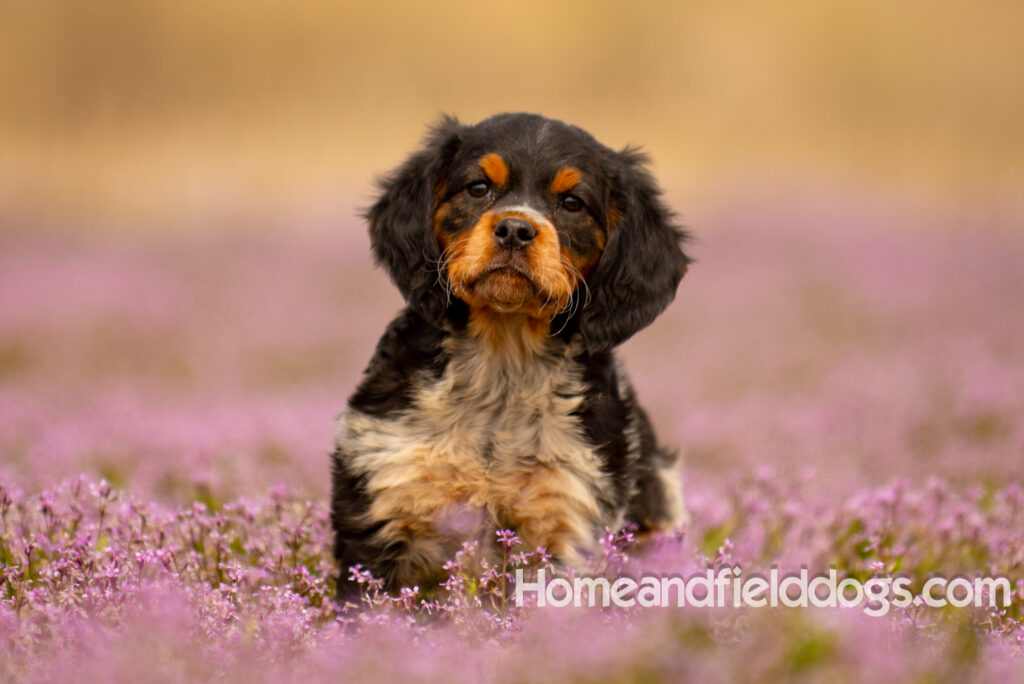 Adorable French Brittany puppy in a field of flowers