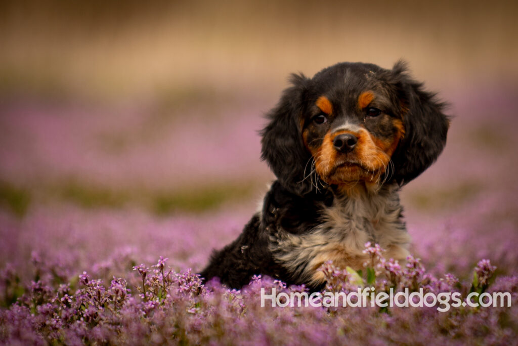 Adorable French Brittany puppy in a field of flowers