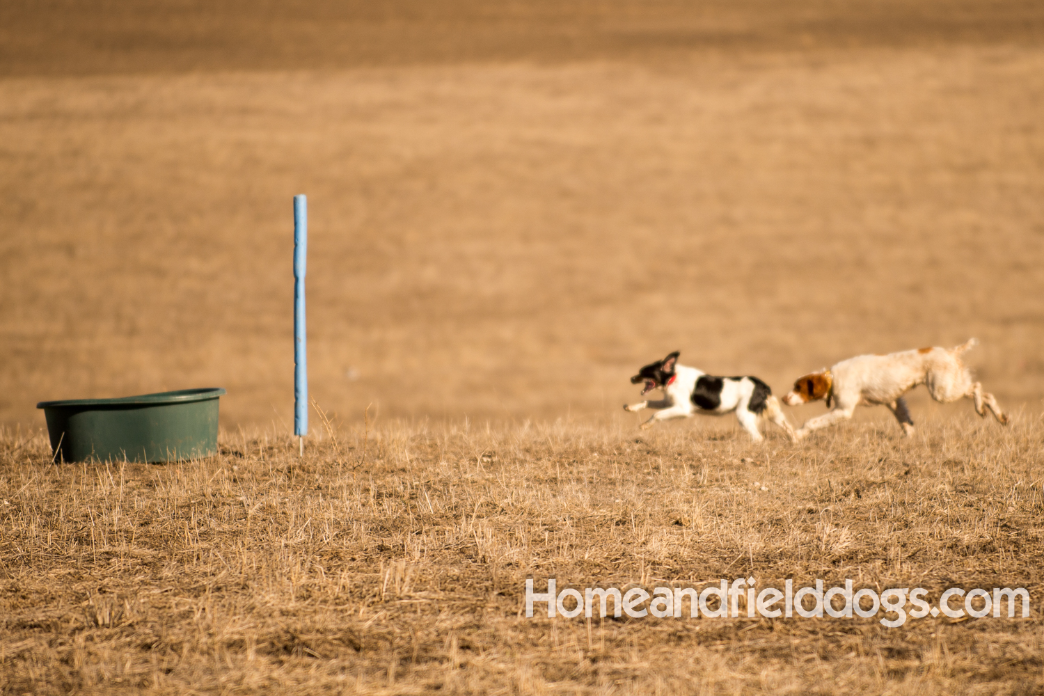French Brittany spaniels hunting in a NSTRA field trial