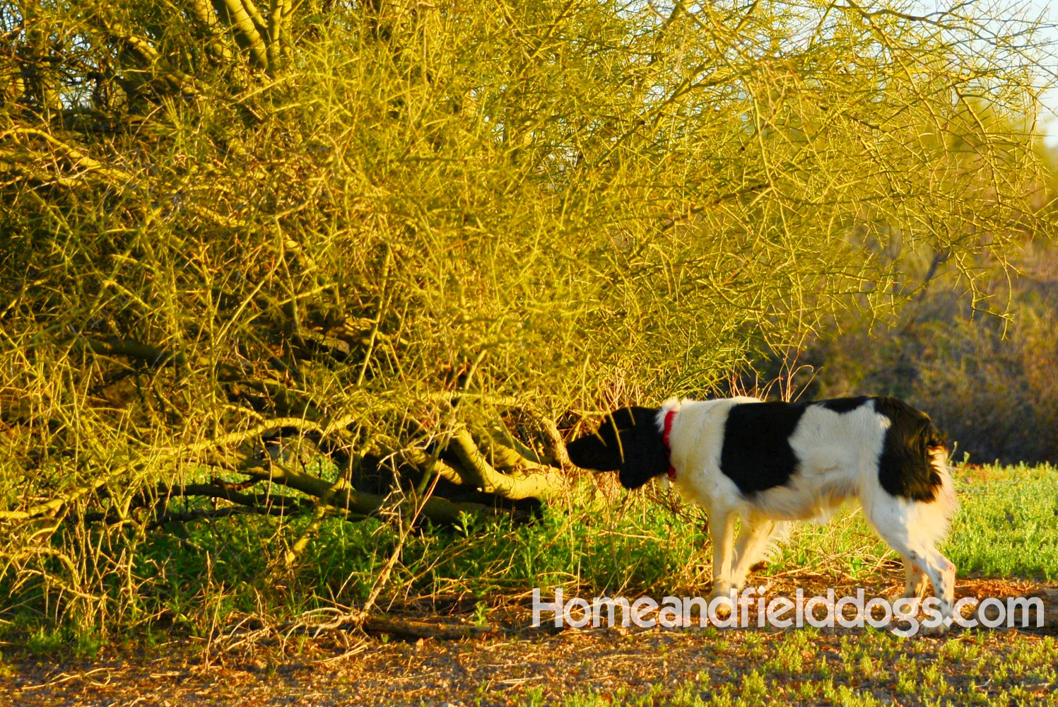 Beautiful French Brittany spaniels or Epaneul Bretons working birds in the field