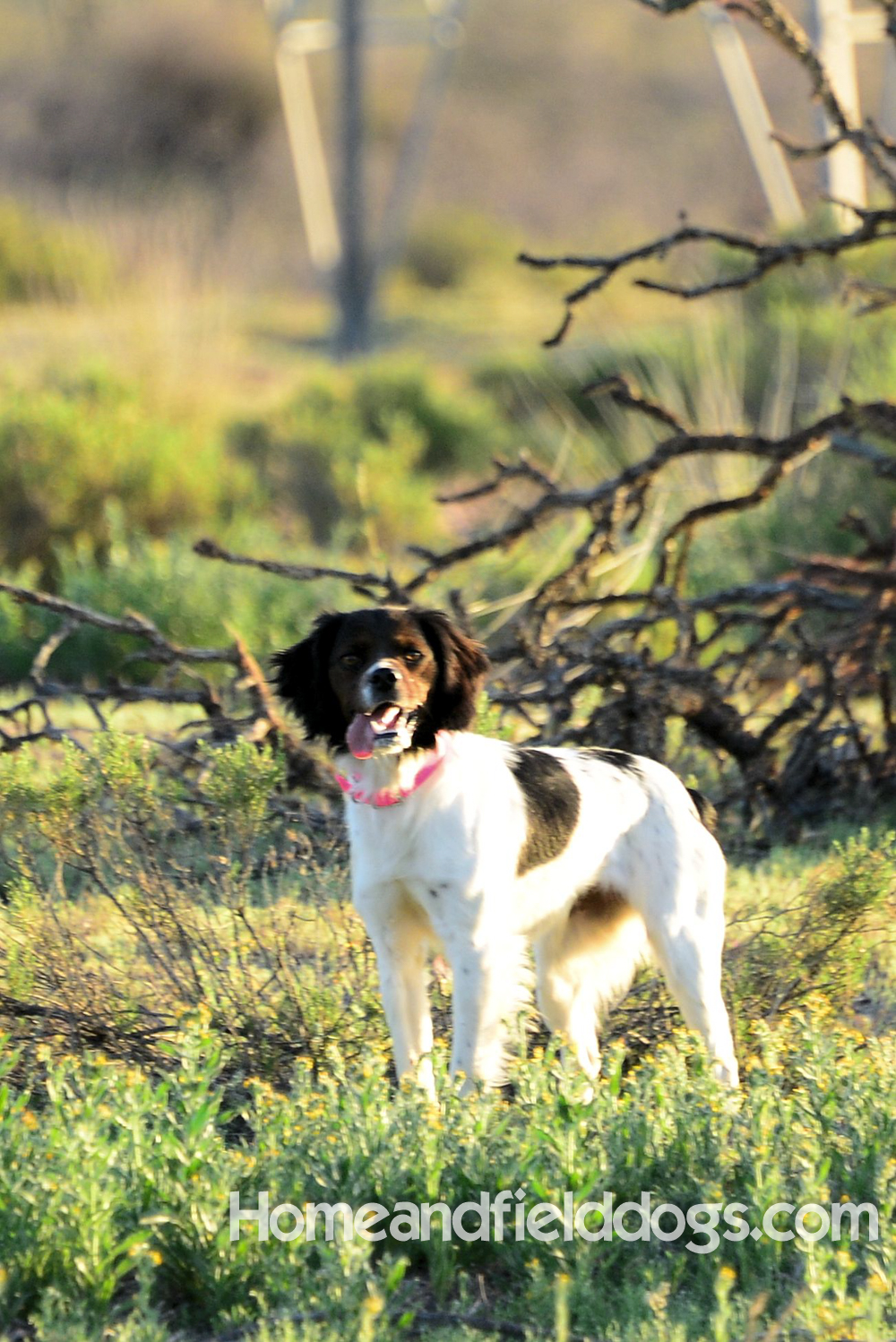 Beautiful French Brittany spaniels or Epaneul Bretons working birds in the field