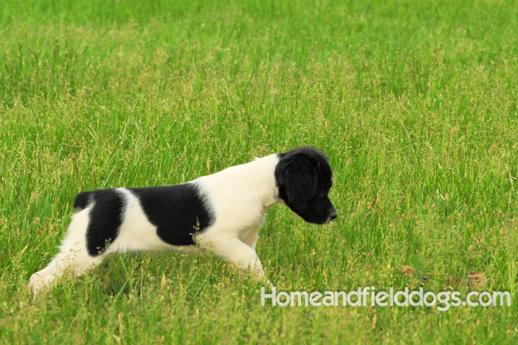 Fantastc tricolor french brittany female in NSTRA field trials and playing in the fields