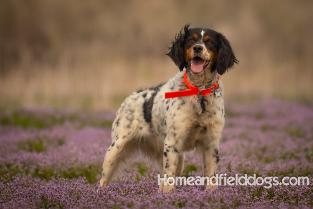 Beautiful black tricolor french brittany in a field of flowers