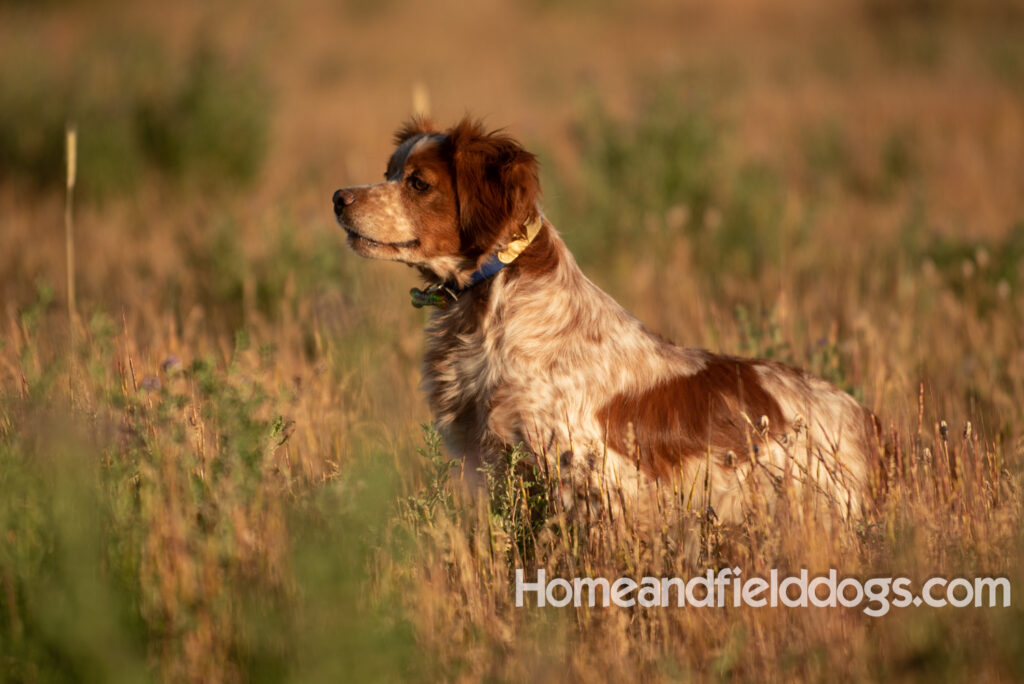 White and Orange with ticking.Hunting birds with a French Brittany