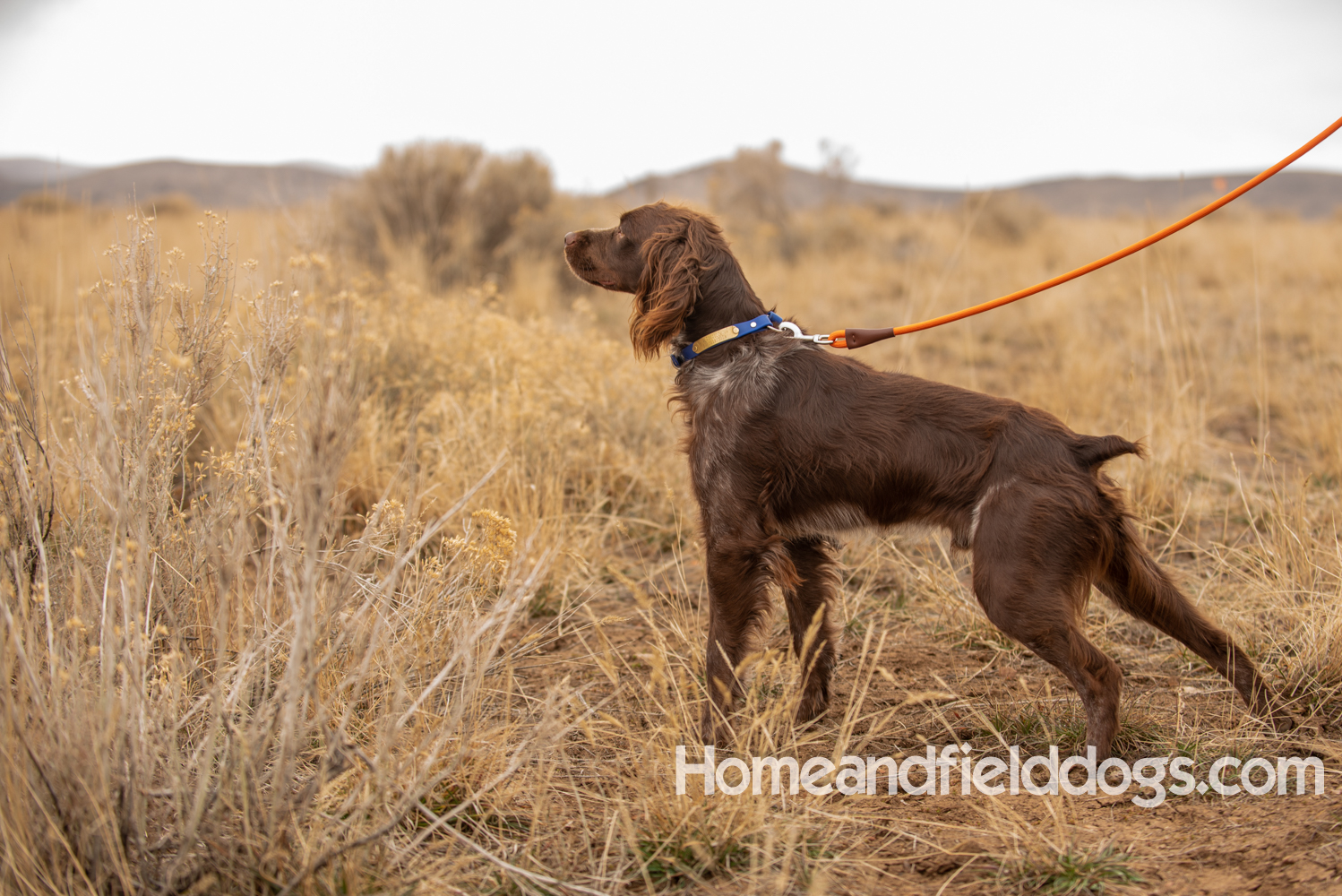 The Alluring Sunshine State of Florida and the Thrill of Hunting with