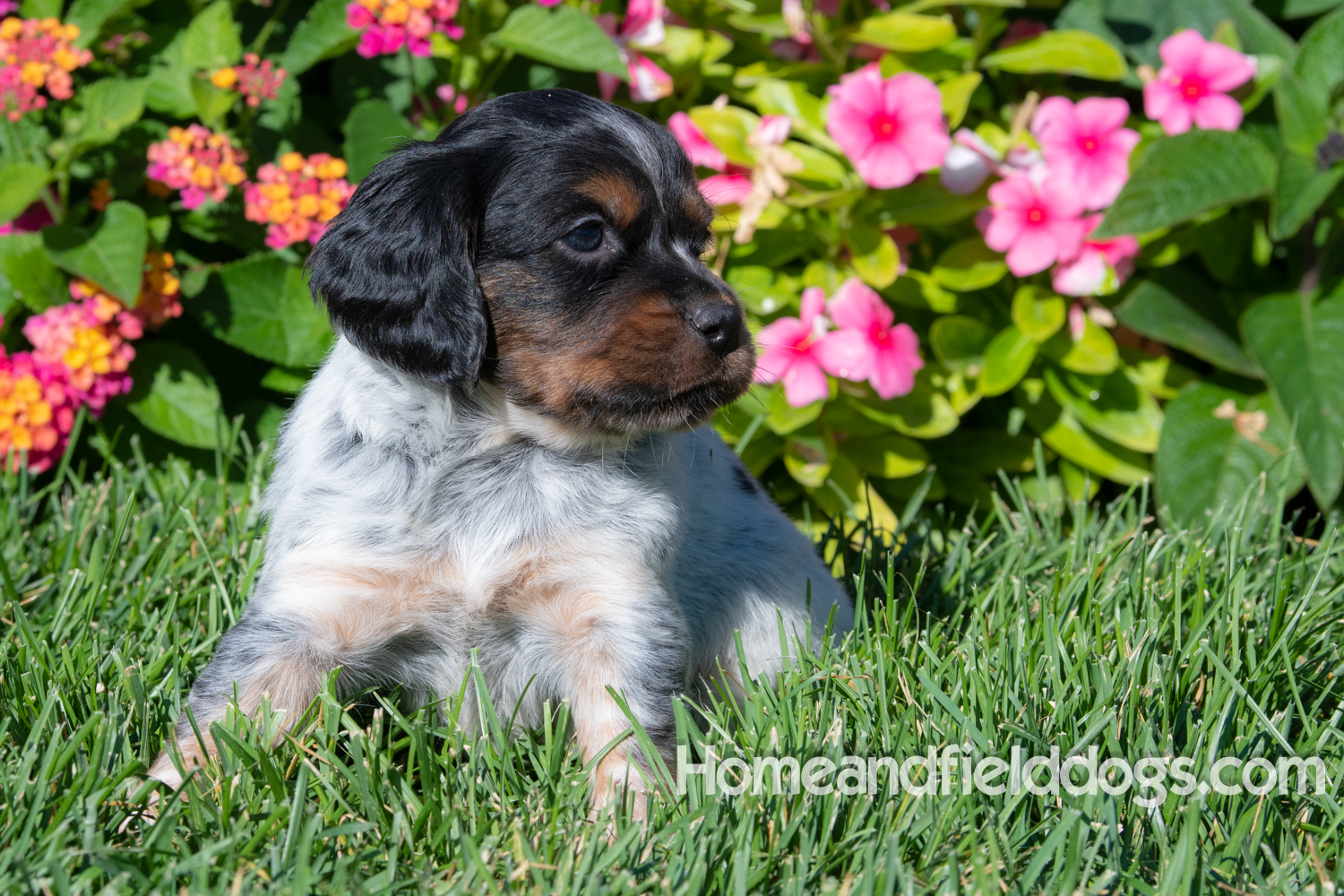 Pictures of adorable french brittany puppies in front of flowers.