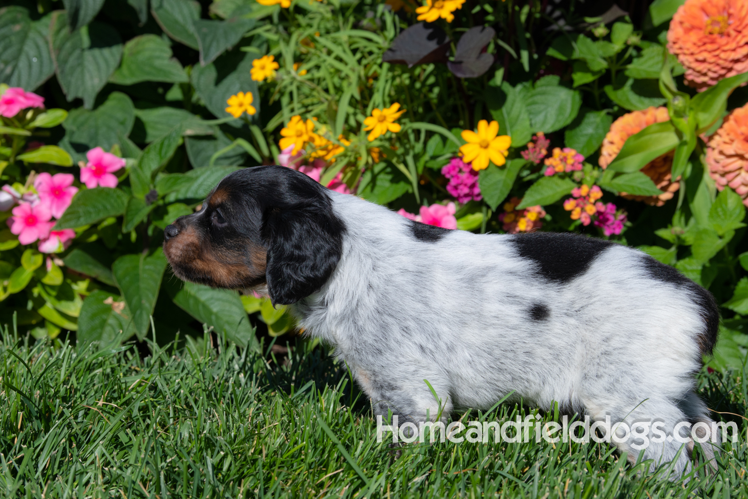 Pictures of adorable french brittany puppies in front of flowers.