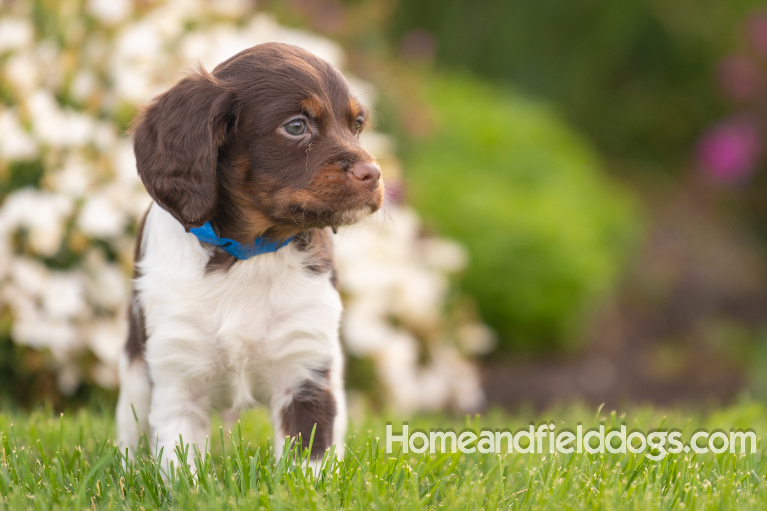 Adorable French Brittany puppies for sale posed in front of flowers