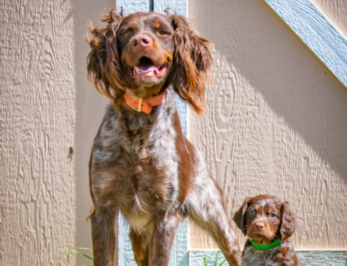 The Journey of a French Brittany: From Puppy to Hunting Companion