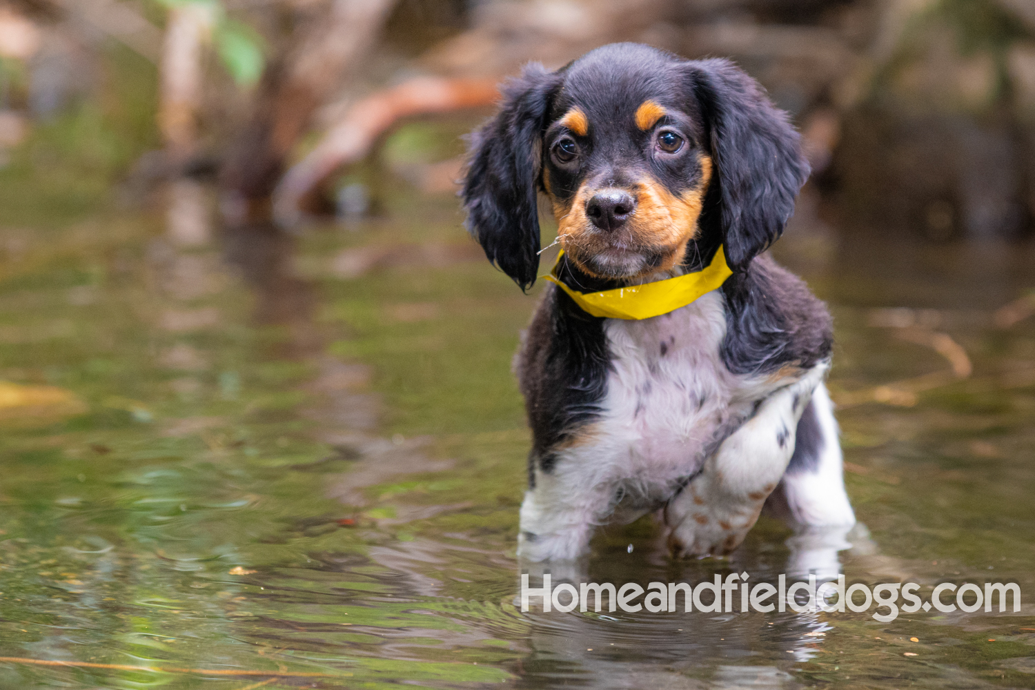 Photo album of a French Brittany puppy playing with sticks in the park and playing in the river