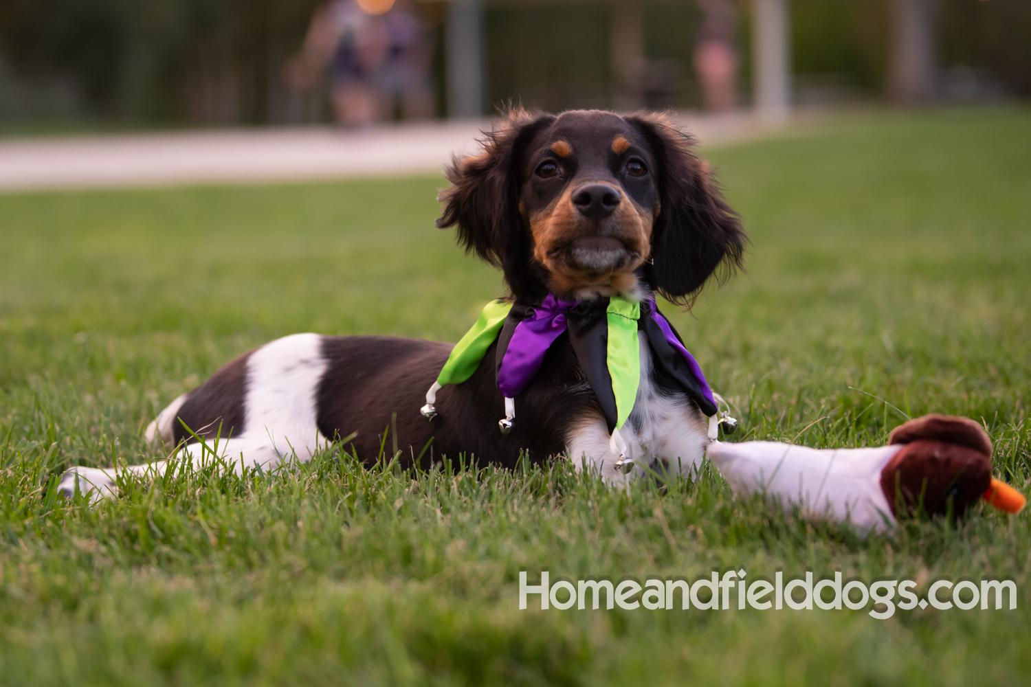 Tricolor french brittany puppies playing with toys in a field wearing halloween costumes