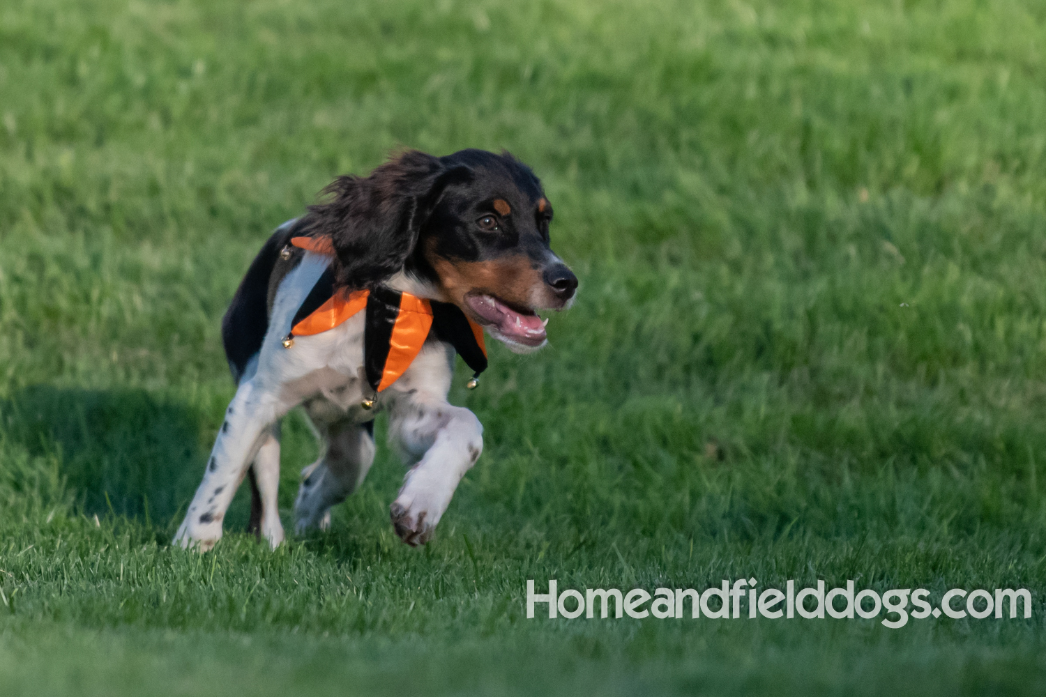 Tricolor french brittany puppies playing with toys in a field wearing halloween costumes