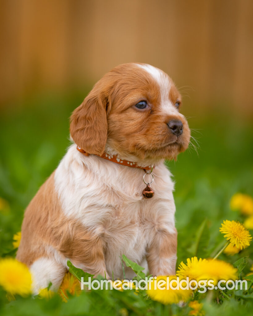 Pictures of French Brittany puppies for sale in a field of Dandelions with rustic fence. Orange and White roan epagneul breton
