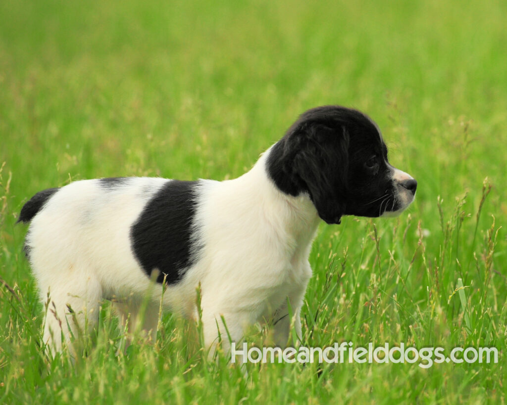 Young French brittany spaniels for sale playing in the tall grass chasing and retrieving quail