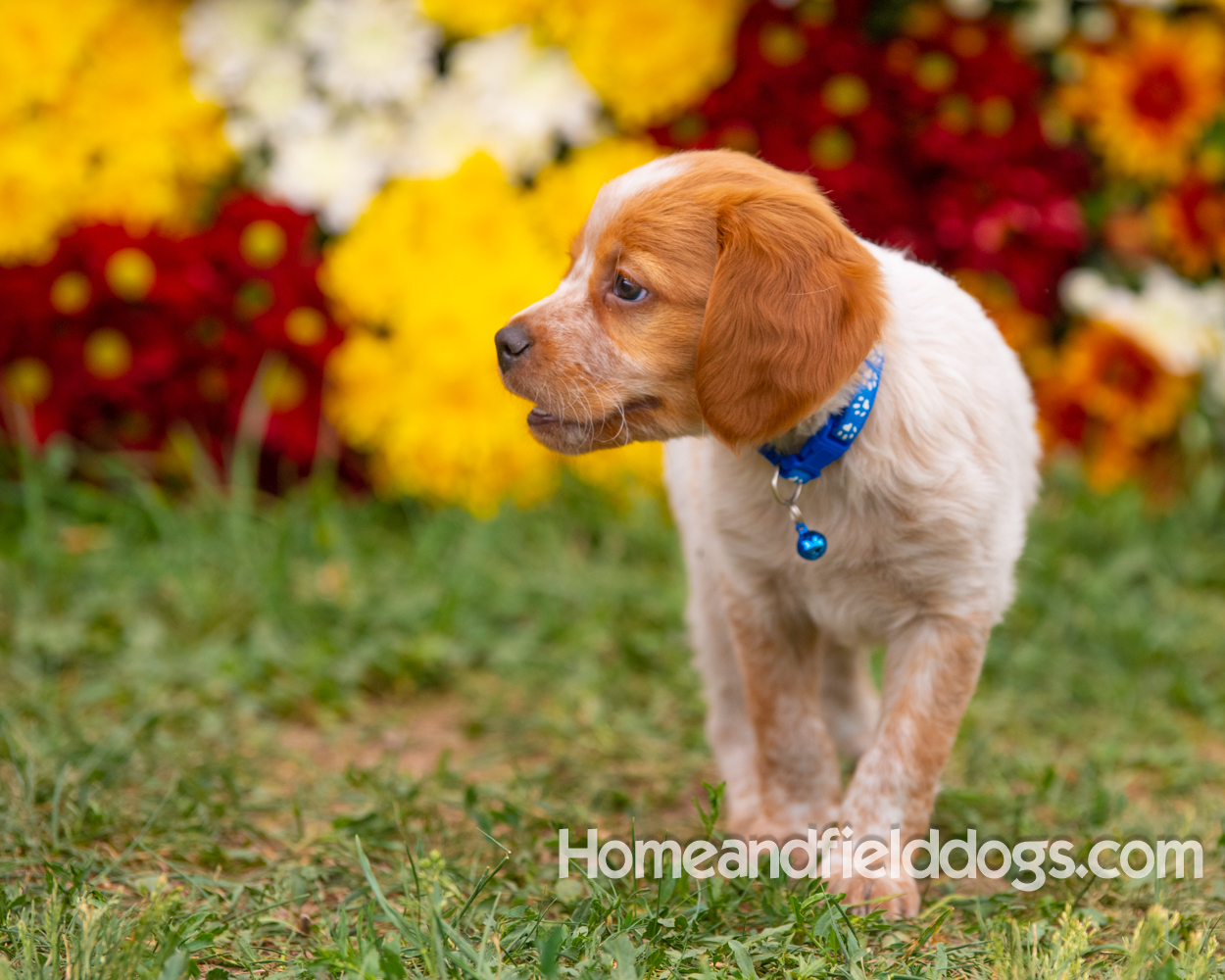 French Brittany puppies for sale playing in the grass in front of flowers