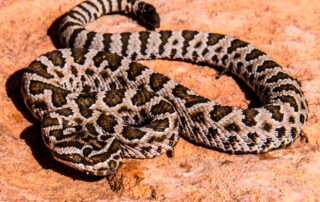 Picture of a faded midget rattlesnake
