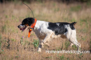 Black tricolor French Brittany male