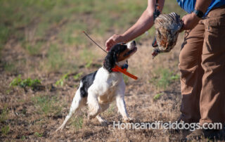 Tricolor French Brittany male retrieving a pheasant