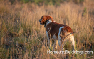 Beautiful French Brittany female in a field of sunflowers and on the hunt for pheasants