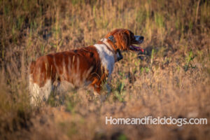 Beautiful French Brittany female in a field of sunflowers and on the hunt for pheasants