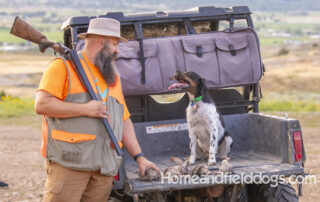 Black tricolor French Brittany male hunting partridge at homeandfielddogs.com