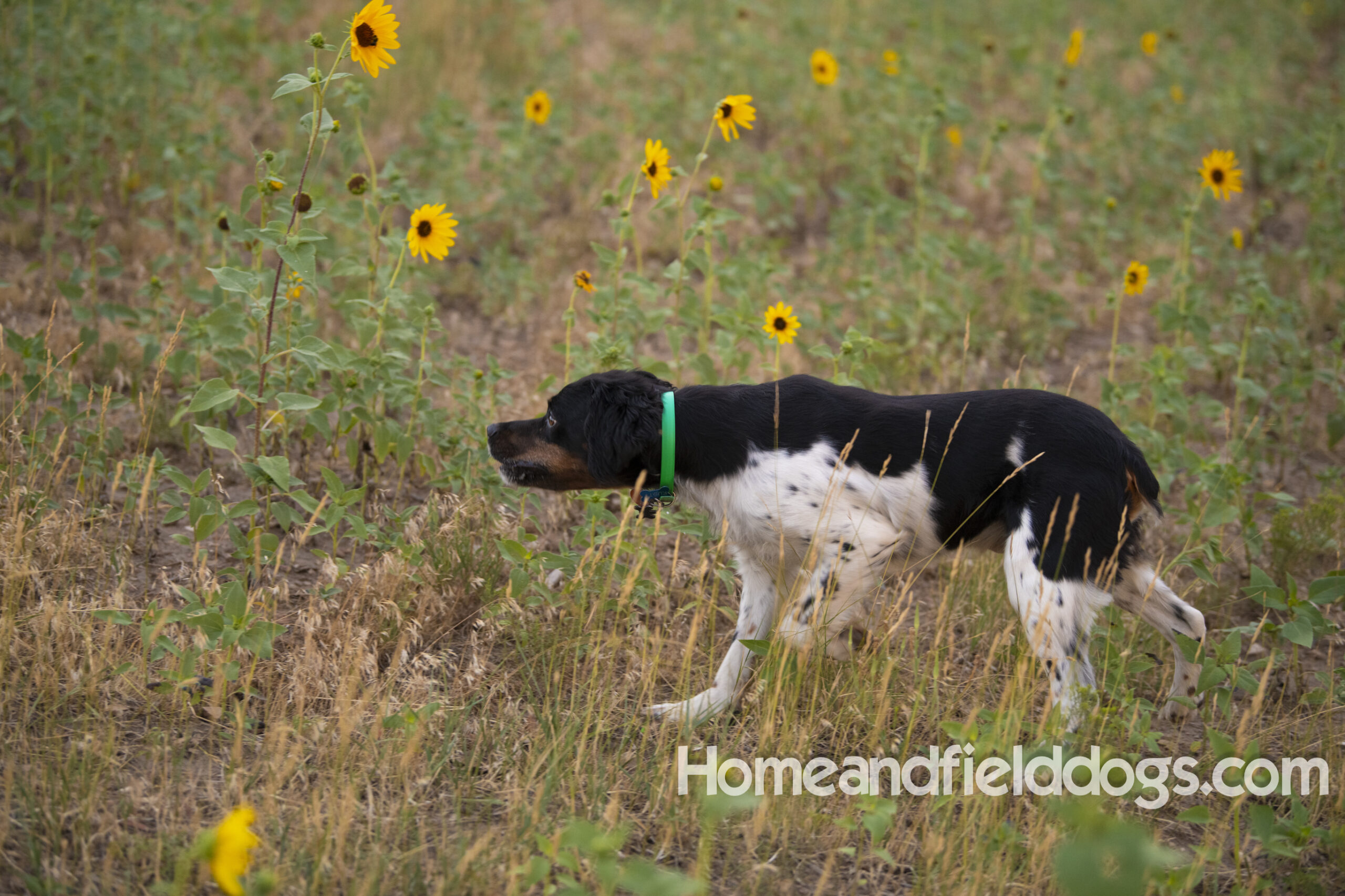 Black tricolor French Brittany male hunting partridge at homeandfielddogs.com