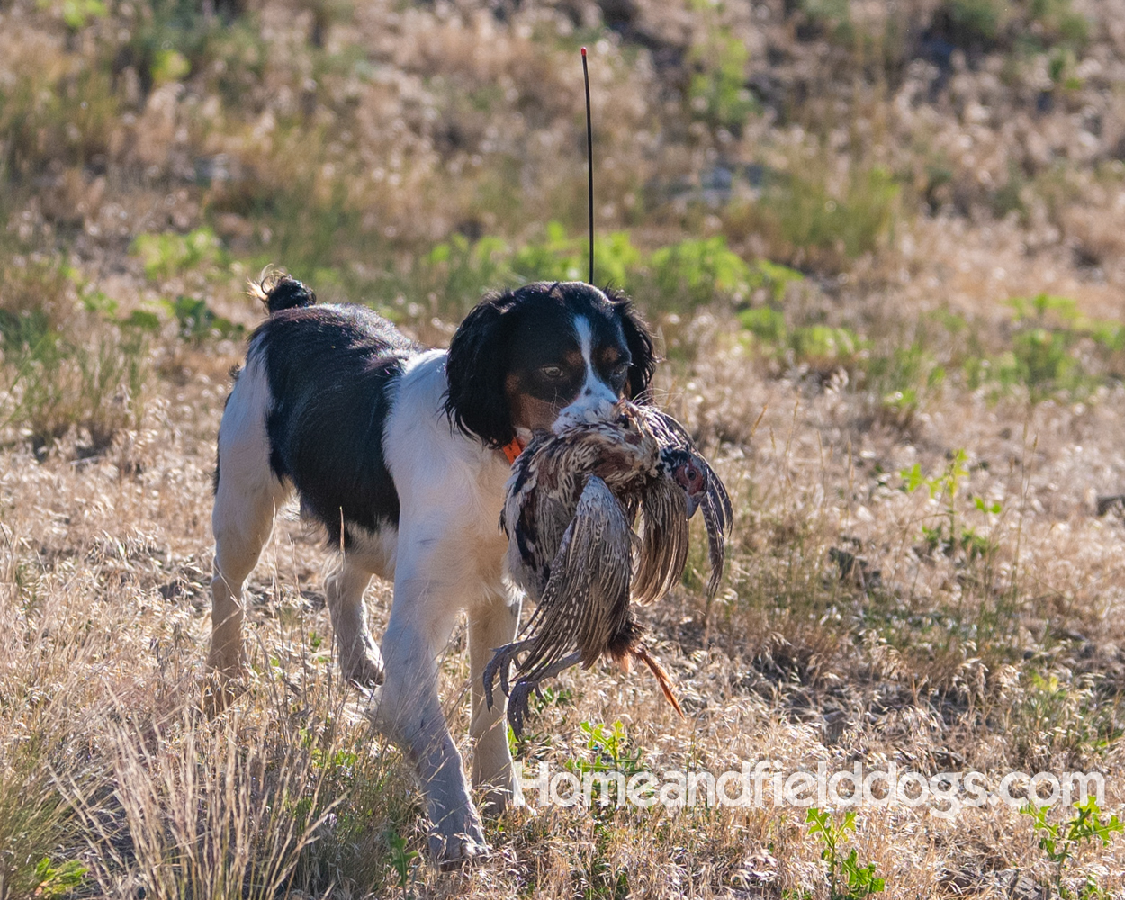 Tori a black tricolor french brittany male hunting chukar and hen pheasants