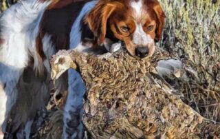 Photo credit Jimmy Cobb of a sage grouse being retrieved by a french brittany