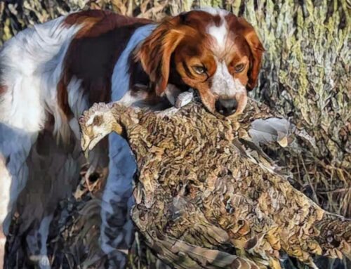 Photo credit Jimmy Cobb- Hunting Sage Grouse in Montana with a French Brittany: A Thrilling Adventure