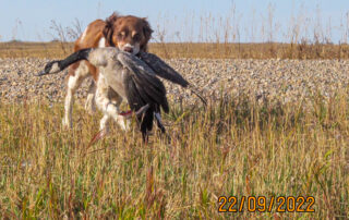 French Brittany retrieving a goose