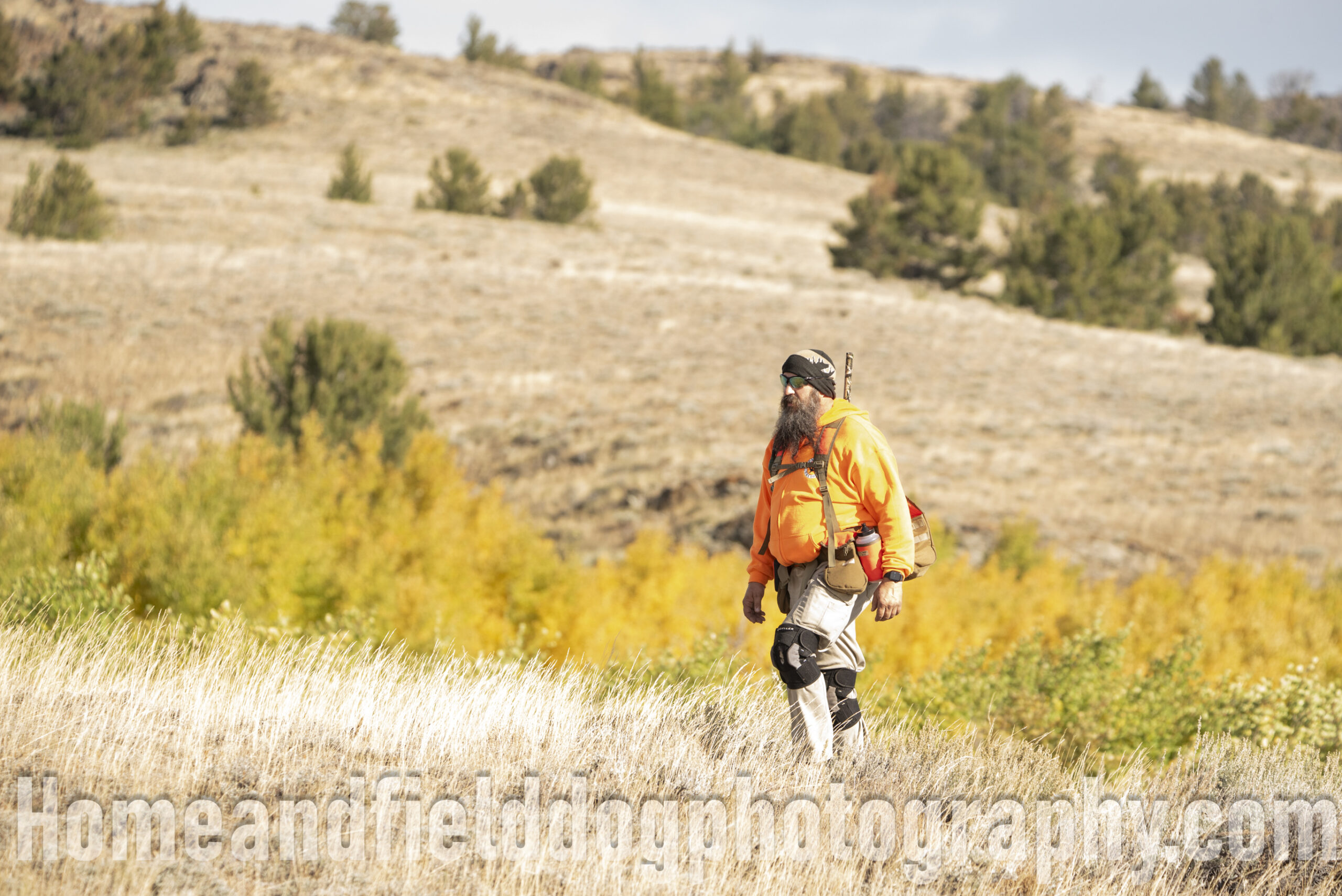 Hunting French Brittanys on sage Grouse