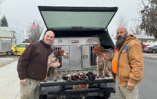 Two French Brittanys with pheasants on the tailgate