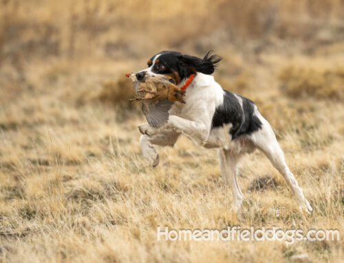 The Hidden Dangers of Cheatgrass for Your French Brittany: What Every Dog Owner Should Know