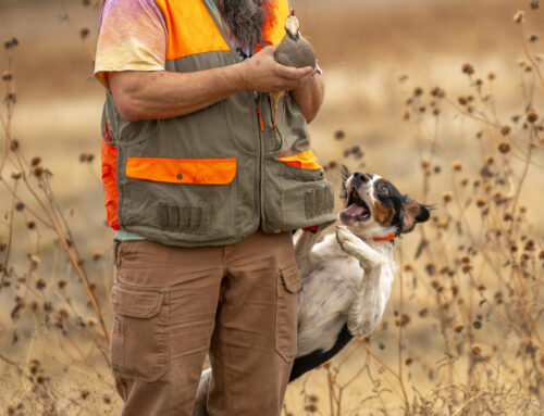 When Things Aren’t Going Right: Expert Tips on Hunting with Your French Brittany
