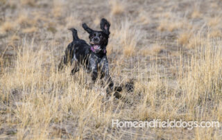 Black Roan French Brittany running through the field