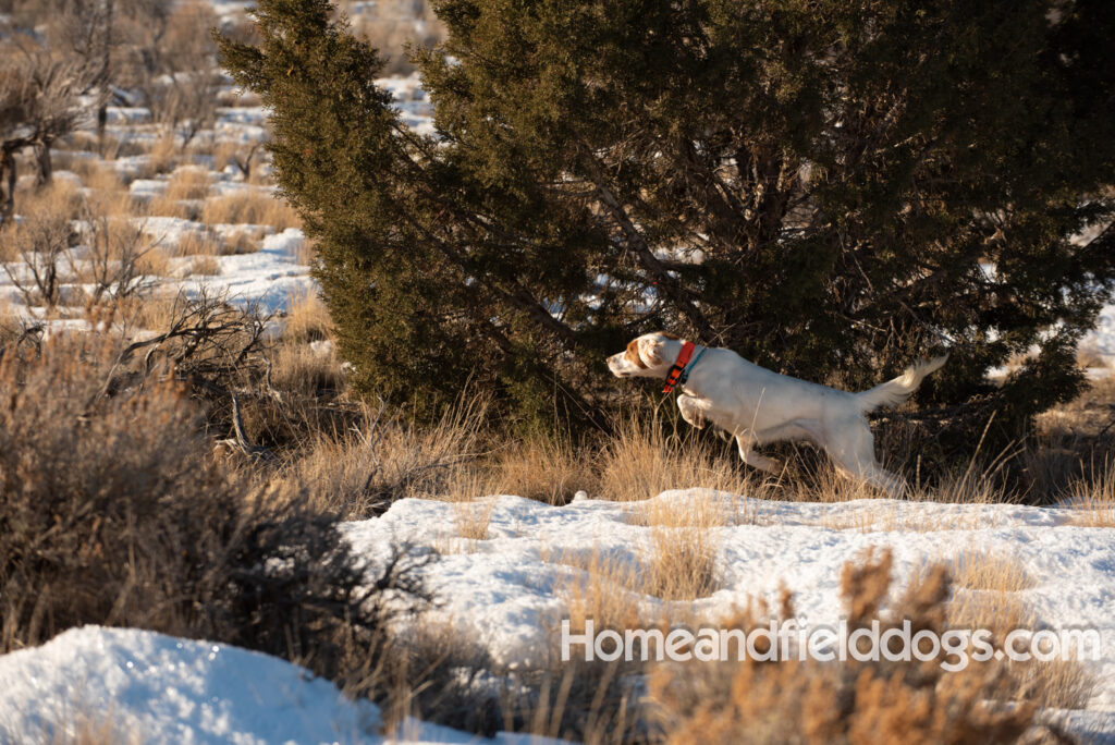 A Nice female English Setter working for her partners in the field