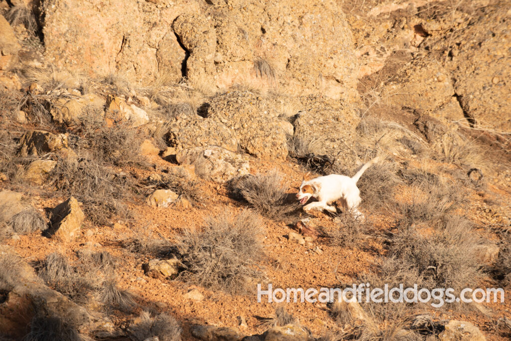 A Nice female English Setter working for her partners in the field
