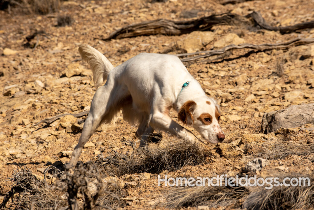 A Nice female English Setter working for her partners in the field
