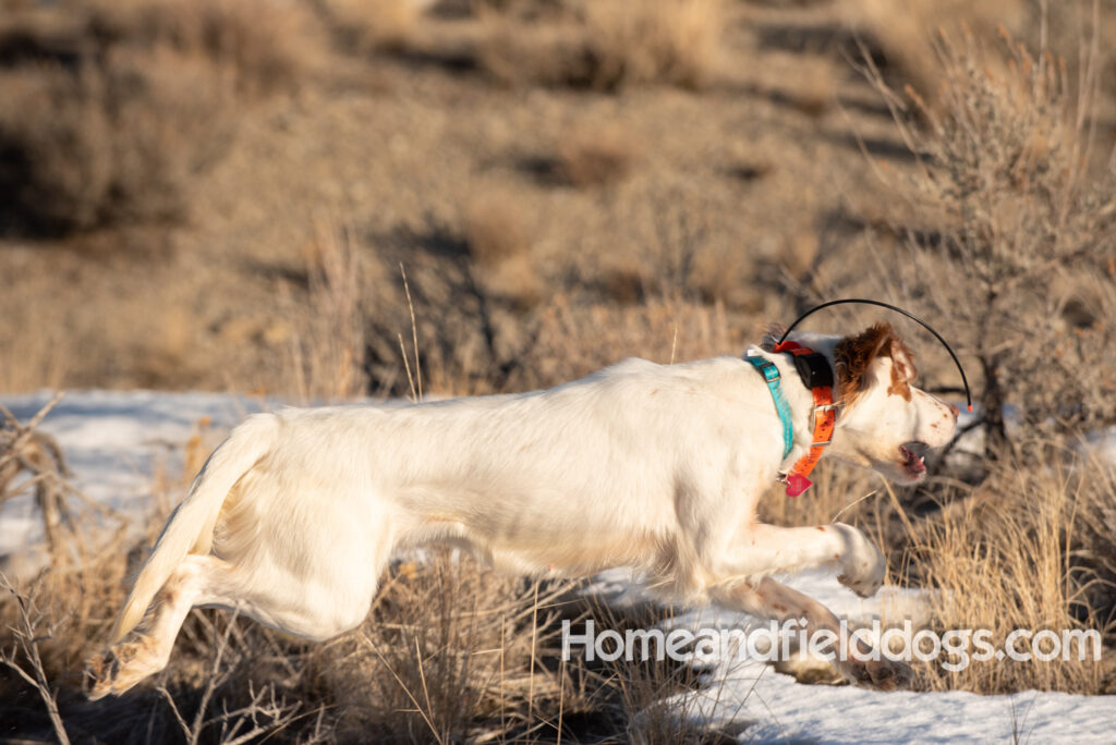 A Nice female English Setter working for her partners in the field
