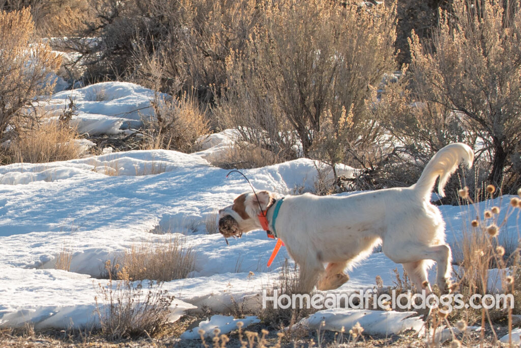A Nice female English Setter working for her partners in the field