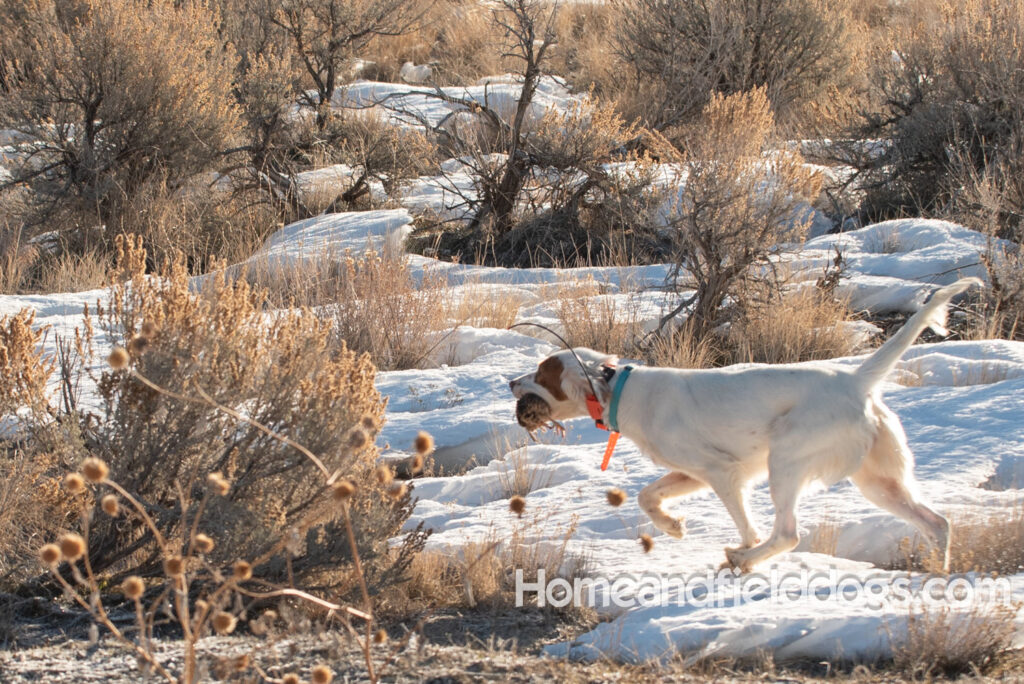 A Nice female English Setter working for her partners in the field