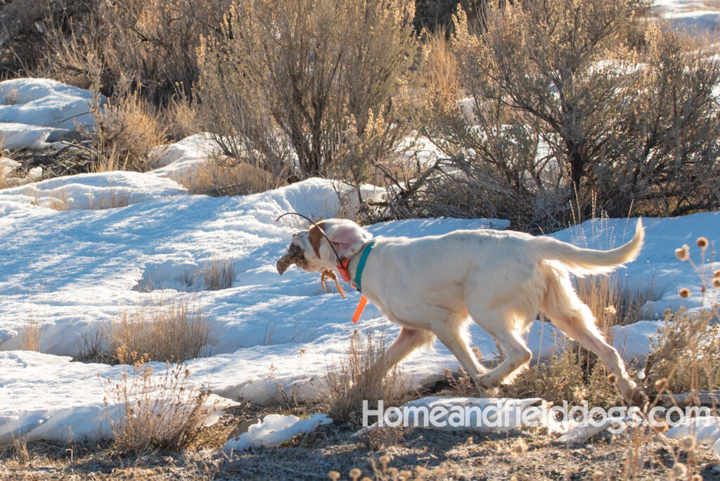 A Nice female English Setter working for her partners in the field