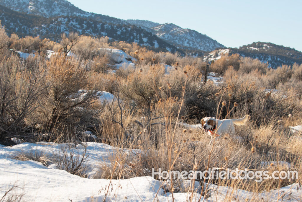 A Nice female English Setter working for her partners in the field