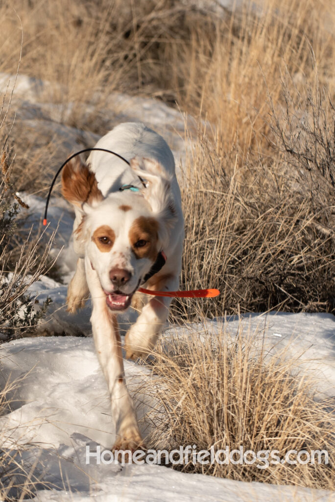 A Nice female English Setter working for her partners in the field