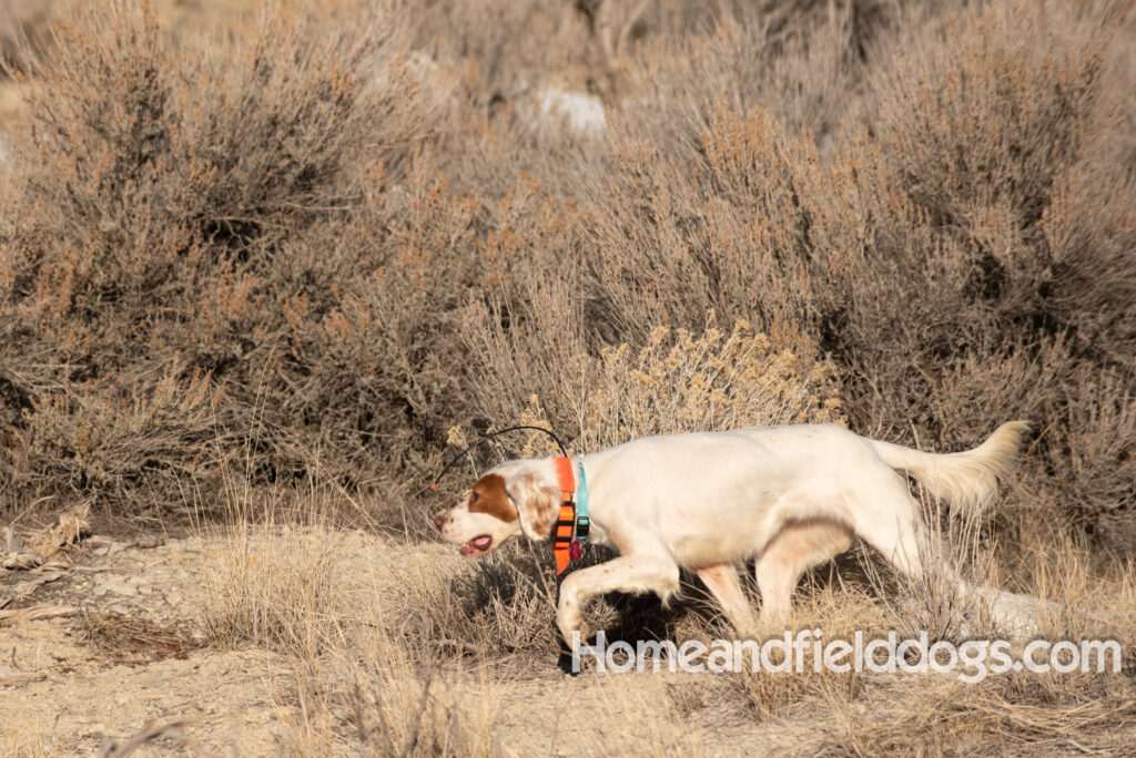 A Nice female English Setter working for her partners in the field